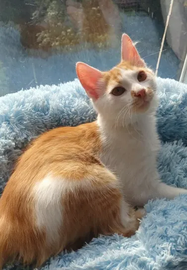 Солнечный бело-рыжий котёнок мальчик ищет дом! котята в хорошие руки! Бесплатно