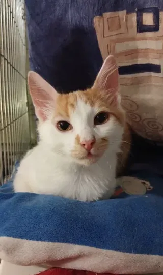 Солнечный бело-рыжий котёнок мальчик ищет дом! котята в хорошие руки! Бесплатно