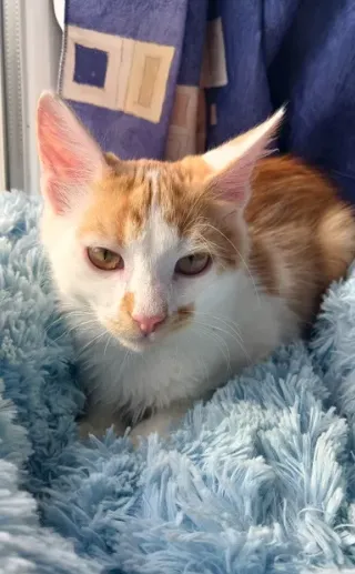 Солнечный бело-рыжий котёнок мальчик ищет дом! котята в хорошие руки! Бесплатно