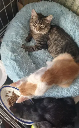 Солнечный бело-рыжий котёнок мальчик ищет дом! котята в хорошие руки! Бесплатно